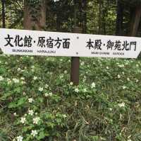 東京市內推薦景點🥰新手必去‼️明治神宮