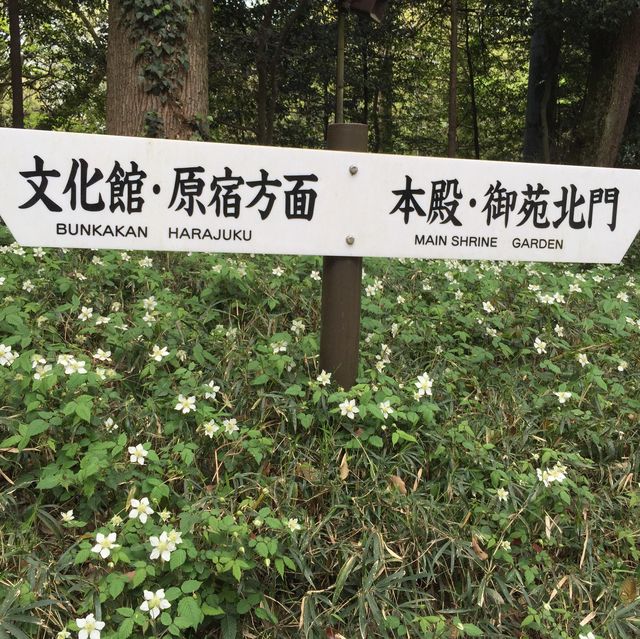 東京市內推薦景點🥰新手必去‼️明治神宮