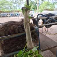 DESARU OSTRICH FARM