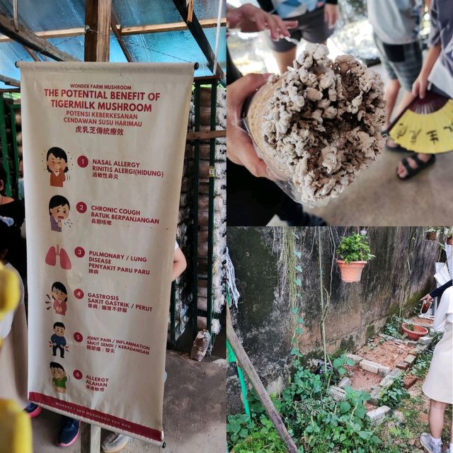 Educational Visit to Wonder Farm Mushroom 