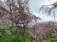 京都　京都観光　原谷苑の桜のトンネルに圧倒された！