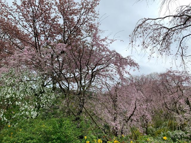 京都　京都観光　原谷苑の桜のトンネルに圧倒された！