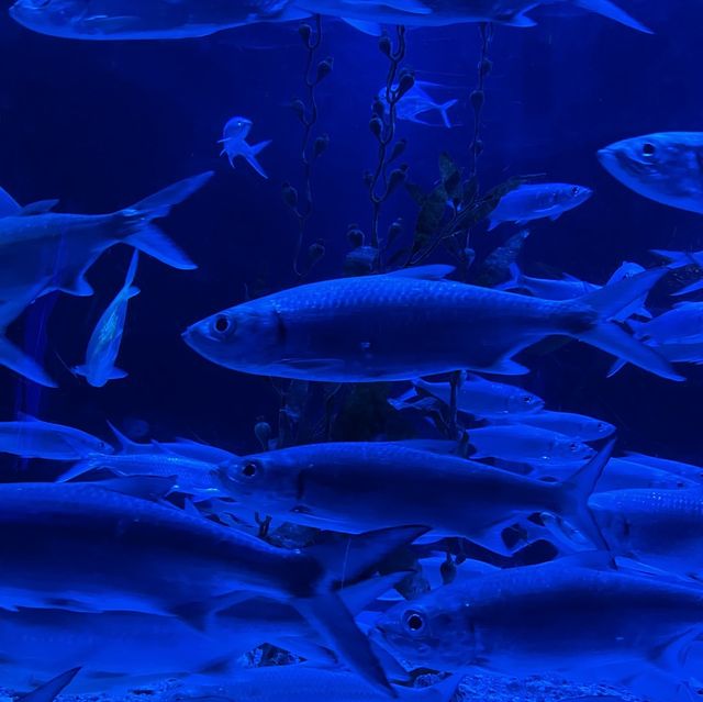 Jakarta Aquarium