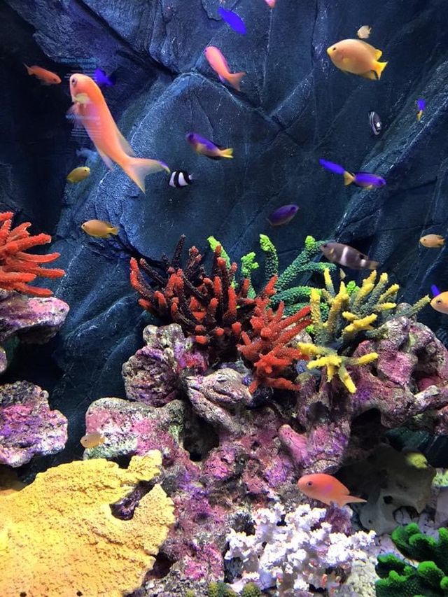 親子遊推薦😚一山韓華水族館❤️小朋友最愛景點