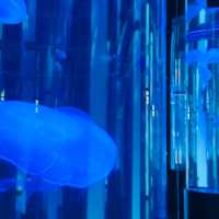 📍DMMかりゆし水族館/沖縄
