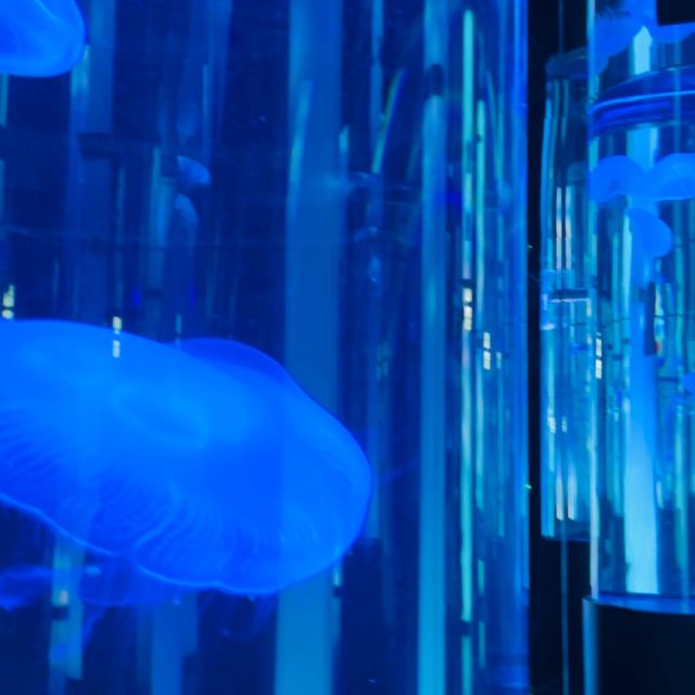 📍DMMかりゆし水族館/沖縄