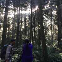 ［南投杉林溪森林］炎夏親子嘅避暑勝地😎