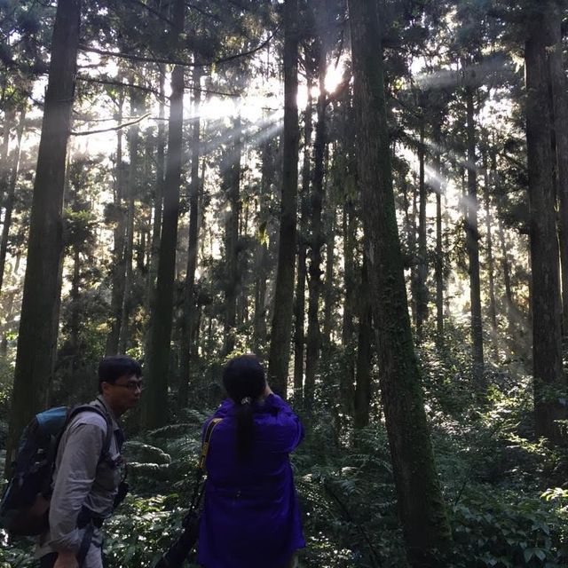 ［南投杉林溪森林］炎夏親子嘅避暑勝地😎