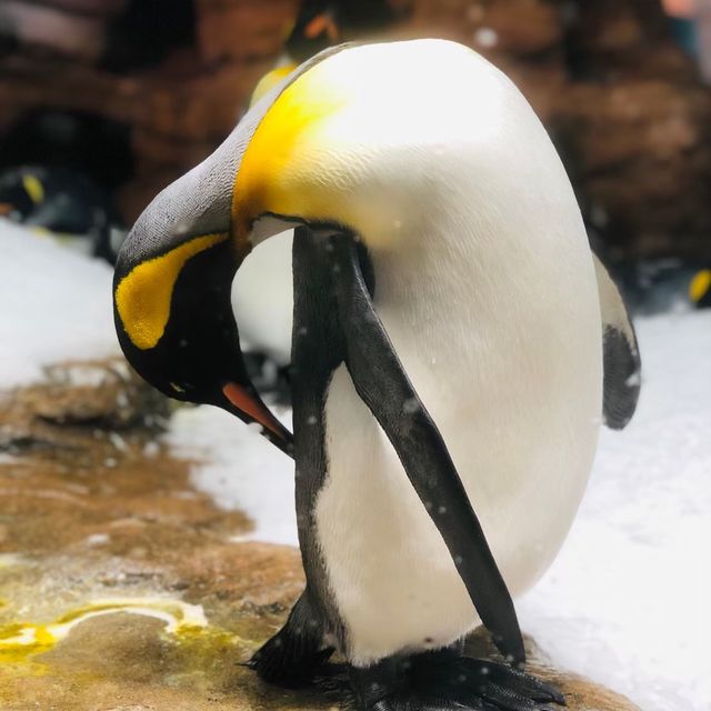 桃園｜🐧💙可愛企鵝篇📍 Xpark