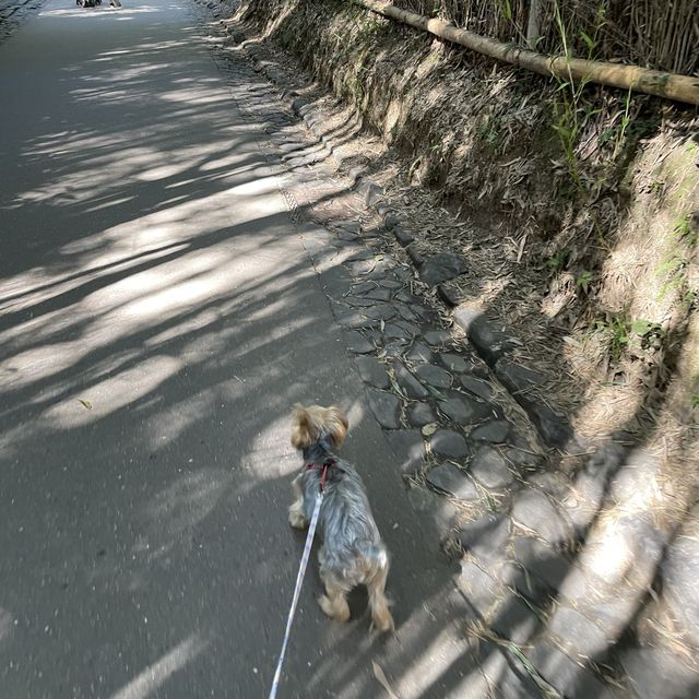 【ペットとお出かけ】古都芋本舗で大玉みたらしを食す