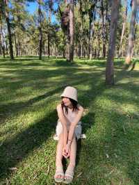 สวนสนแม่แตง 🌲✨
