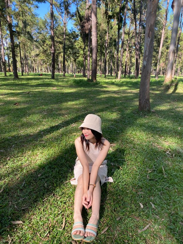 สวนสนแม่แตง 🌲✨