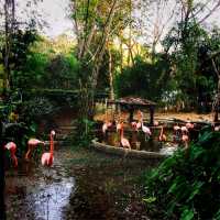 Chiang Mai Night Safari in Thailand 