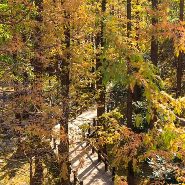 剛泉山郡立公園 ⛰️🌲自然奇觀🚶🌄