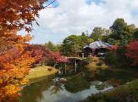 歷史悠久的日本庭園 。桂離宮