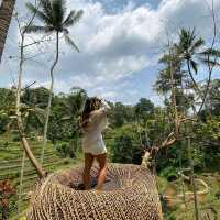 Ceking Rice Terrace 😍