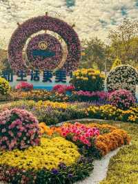 深圳好去處｜遇上波斯菊花海——南山西麗生態公園