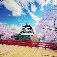 Cherry Blossoms at Hirosaki Castle