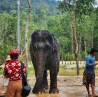 Elephant Care Park Phuket 