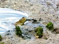 Sungei Buloh Wetland Reserve