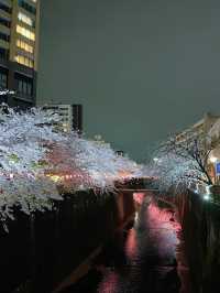 【東京】人気桜スポット🌸目黒川にかかるソメイヨシノトンネル