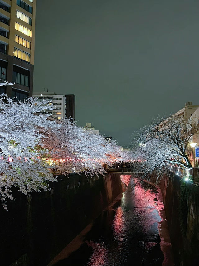 【東京】人気桜スポット🌸目黒川にかかるソメイヨシノトンネル