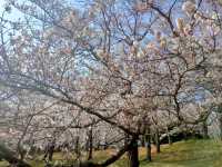 Negishi Forest Park