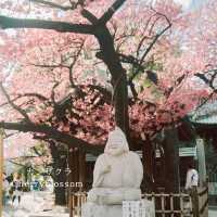 【東京】飛行機✈️×桜🌸を楽しめる「荏原神社」が見ごろになりました！