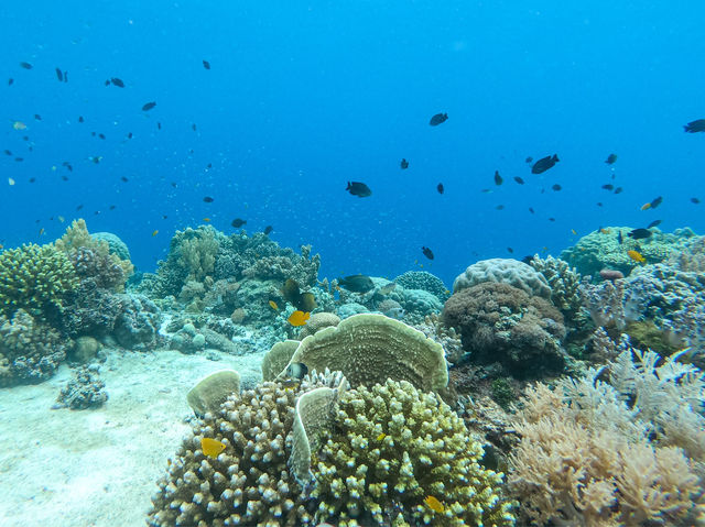 Snorkeling Paradise: Panglao, Bohol