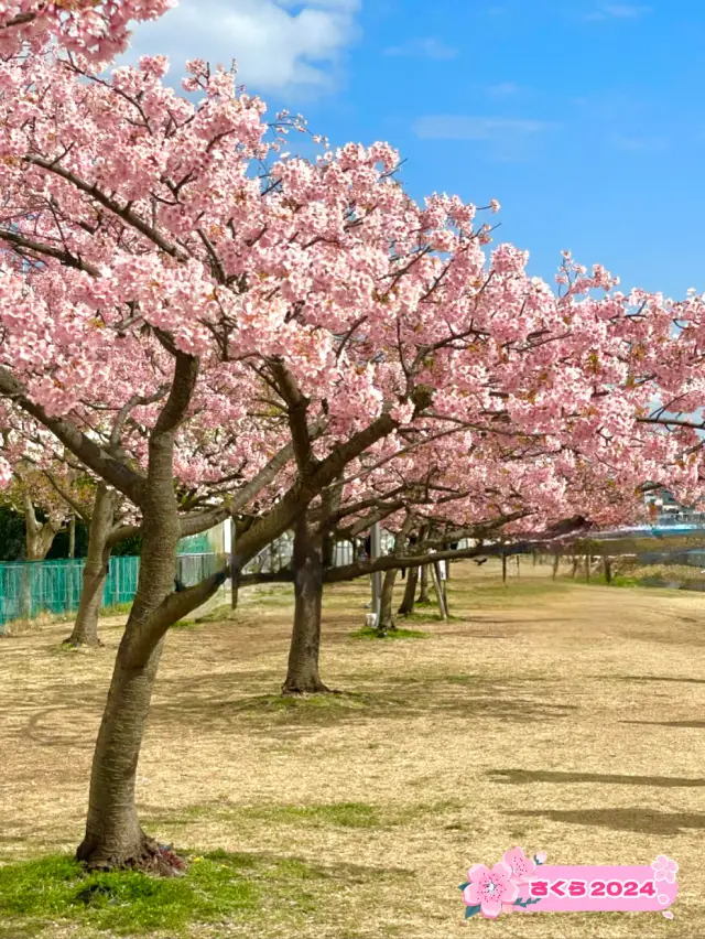 【旧中川の桜/東京都】河津桜と大寒桜、スカイツリーも楽しめる！