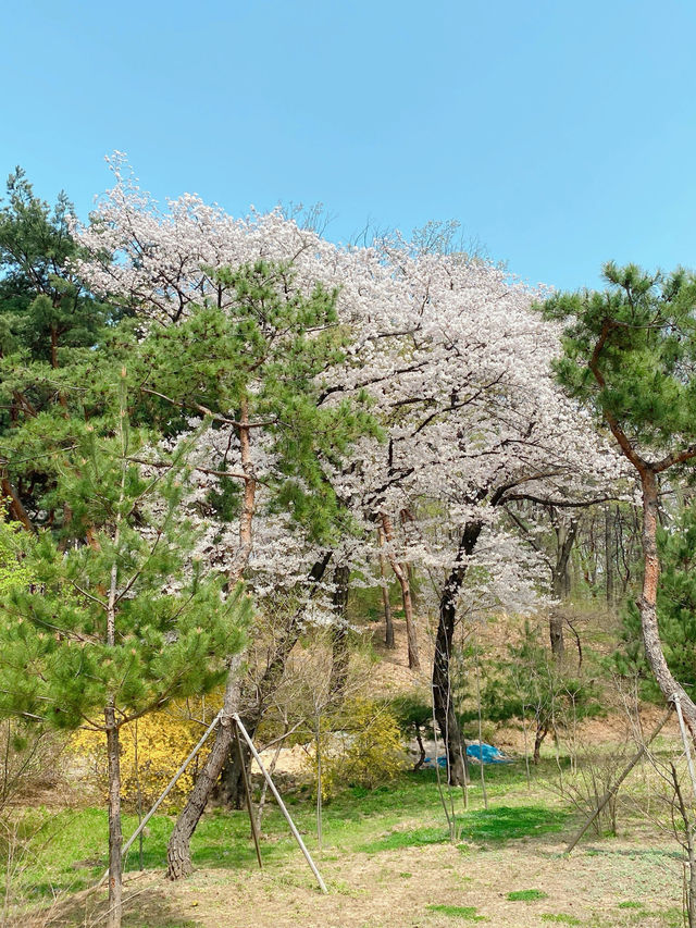 접근성 최고💯 서울 봄데이트 필수 코스는 여기🫶🏻