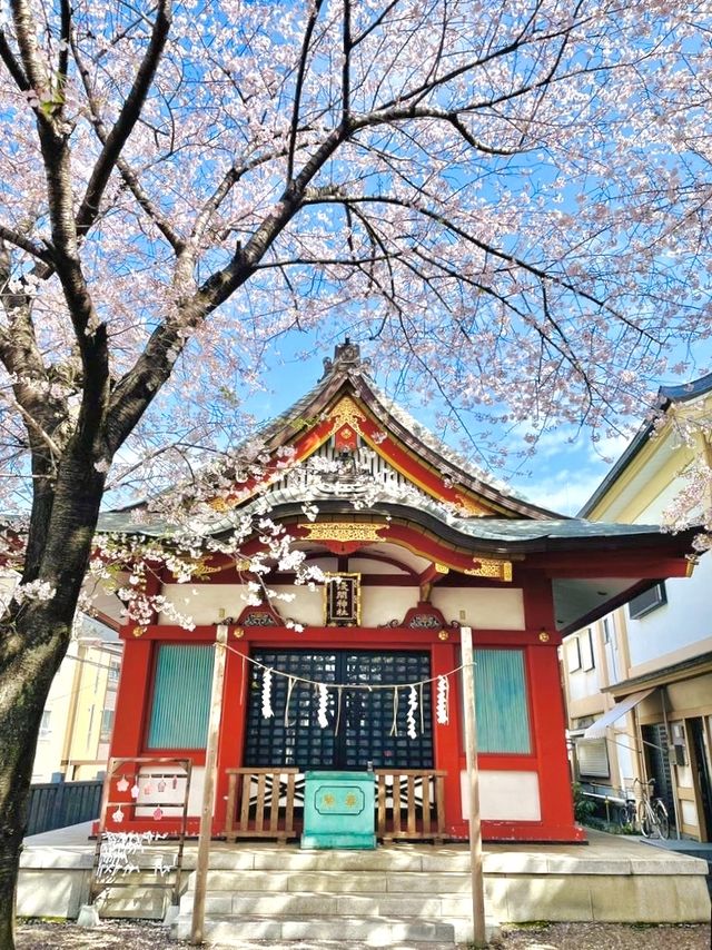 【浅草富士浅間神社/東京都】浅草の富士遥拝と桜