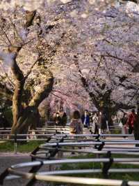 【九段下】皇居のお濠に260本の桜が咲き誇る🌸※オススメルート情報付き