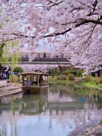 【京都×桜】江戸の文化で感じる桜の絶景🌸※撮影ポイント付き