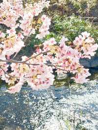 【新河岸川・宮下橋/埼玉県】川に流れ込むかのような美しい河津桜