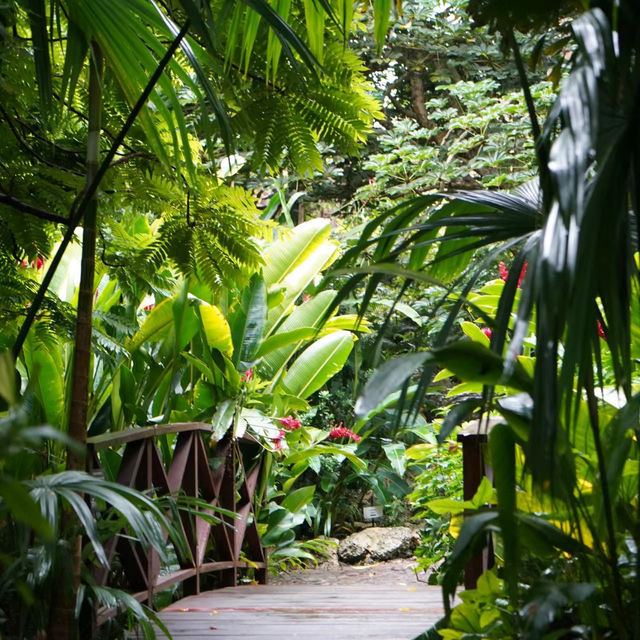 吉隆坡大自然寶地，身心淨化～馬來西亞大學植物園
