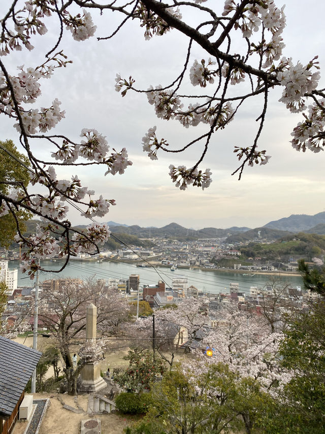 【広島】尾道水道×桜の眺めが絶景すぎる千光寺公園！