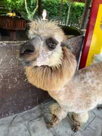 Alpaca Hill สวนผึ้งราชบุรี ไม่เหงาอีกต่อไปป