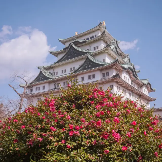 ปราสาทนะโงะยะ (Nagoya Castle)