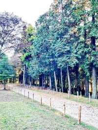 【出雲伊波比神社/埼玉県】柚子の町と流鏑馬の神社