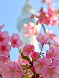🌸絶対オススメ東京の桜スポット🌸東京スカイツリー