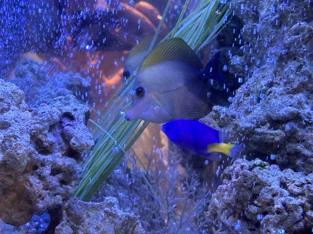 上野水族館アフターヌーンティー🫖