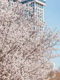 Seoul Forest Park หนึ่งในจุดชมพ็อตกตที่สวยสุดในโซล
