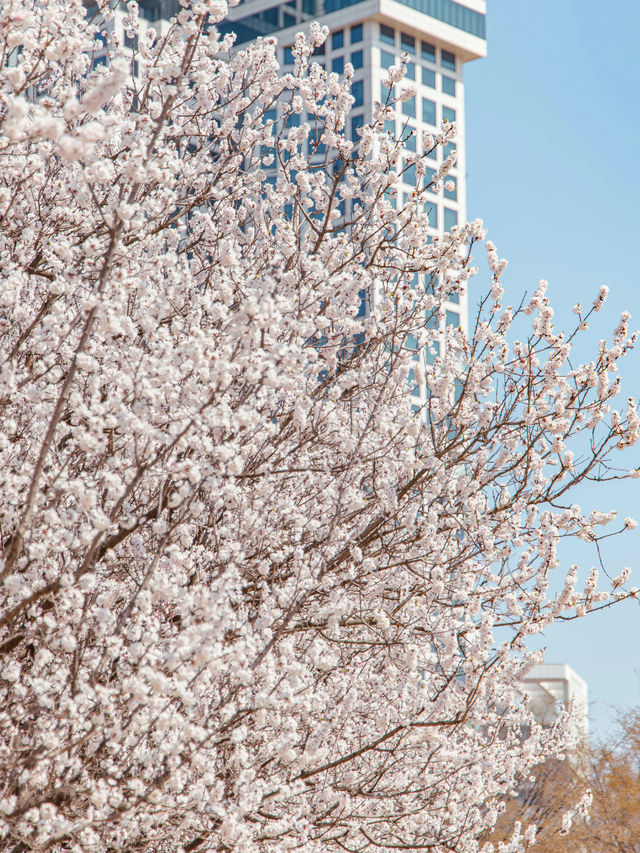 Seoul Forest Park หนึ่งในจุดชมพ็อตกตที่สวยสุดในโซล