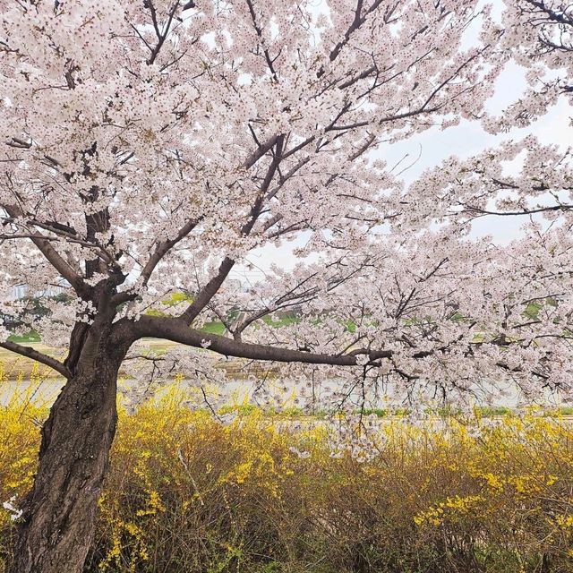 온세상이 딸기우유색으로 물든 무심천🌸