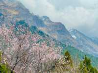 Cherry blossoms adorning the landscape.