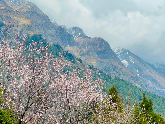 Cherry blossoms adorning the landscape.