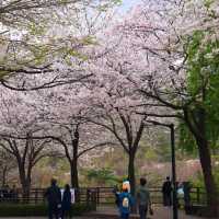 Cherry Blossoms at Namsan Park 🌸