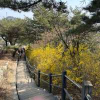 인왕산 자락길에서 즐기는 벚꽃놀이🌸
