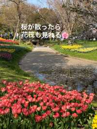 【立川】昭和記念公園の桜とチューリップは、絶対に見てほしい